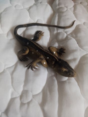 Figurine lézard