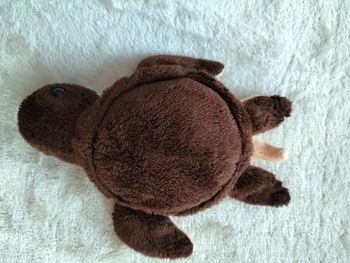 Petite tortue marron