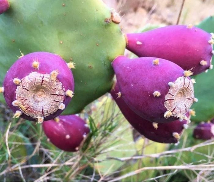Figuier de barbarie barbarie à fruits violet - photo numéro 2