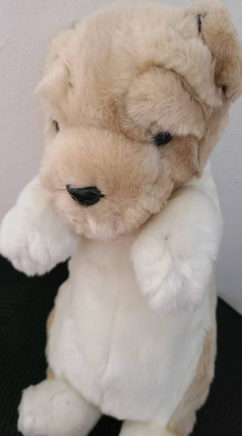 Peluche chien - Sharpei -ou autre CP