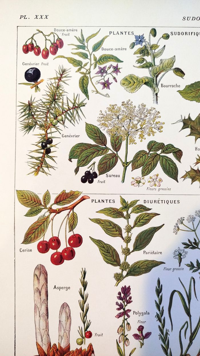 Affiche sur les plantes sudorifiques, d'après une lithographie de 1928 - photo numéro 2