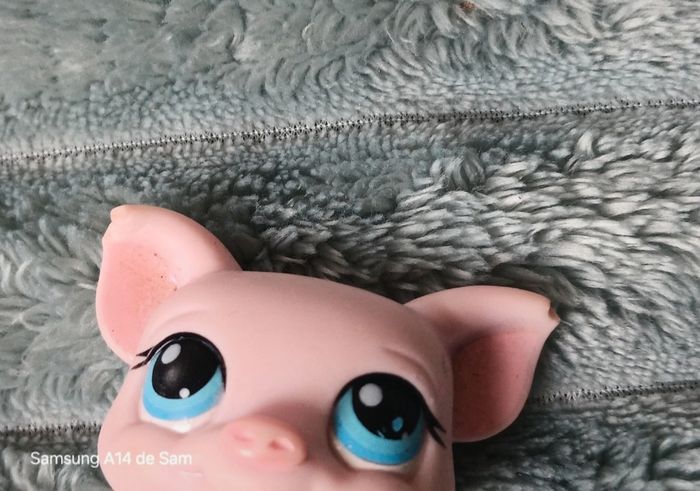 Petshop cochon 87 - photo numéro 3