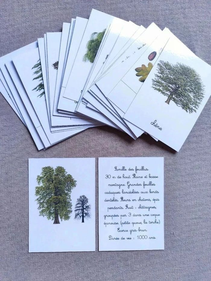 48 cartes de nomenclature recto verso des arbres