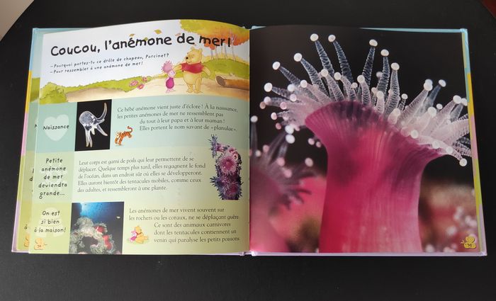 Livre enfant “La petite encyclopédie de Winnie – Les animaux marins” - photo numéro 6