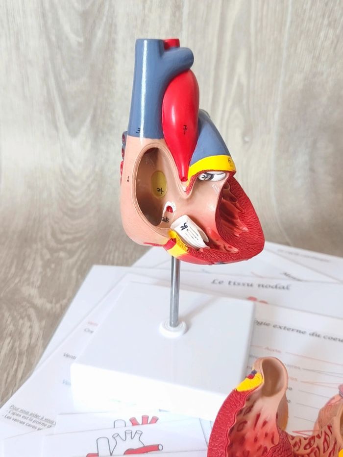 Kit anatomie du coeur - photo numéro 5