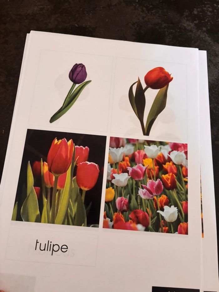 Cartes nomenclatures fleurs