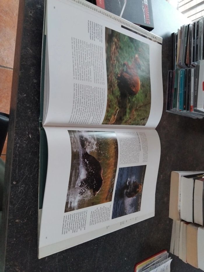 Livre ours - photo numéro 5