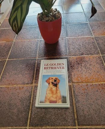 Le golden retriever
