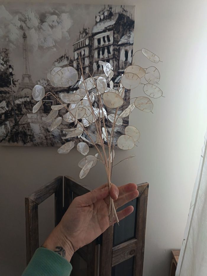 Fleurs séchées Monnaie du pape - photo numéro 5