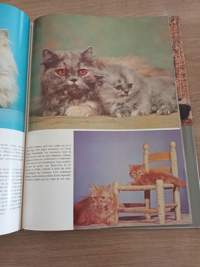 La passion des chats - photo numéro 6