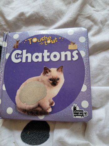 Touche à tout chatons