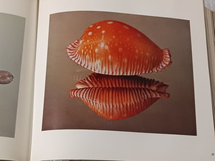 Les coquillages - photo numéro 10