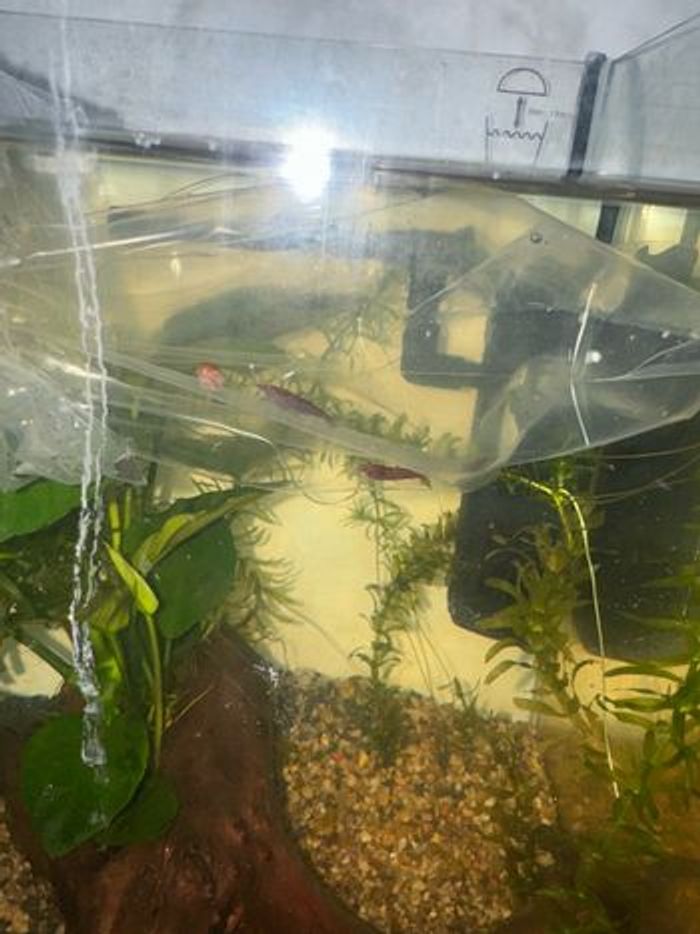 Aquarium crevette