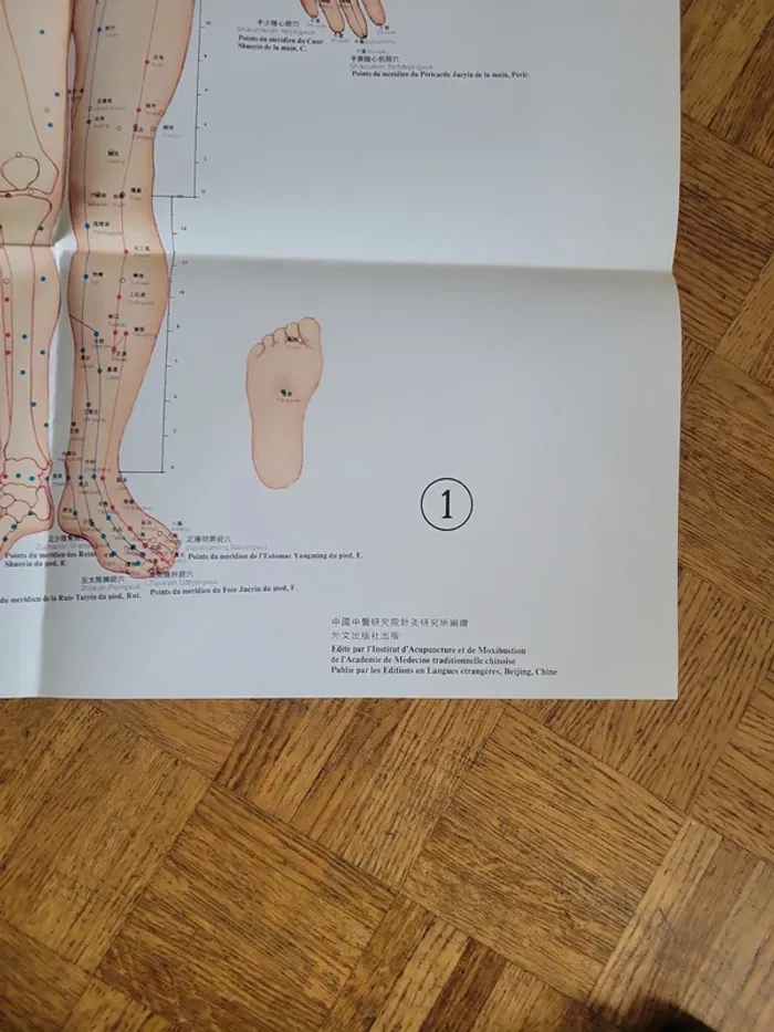 Localisation officielle des points d' acupuncture - photo numéro 16