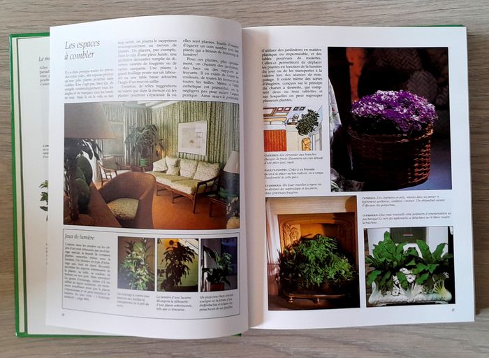 guide des plantes d'intérieur - photo numéro 9