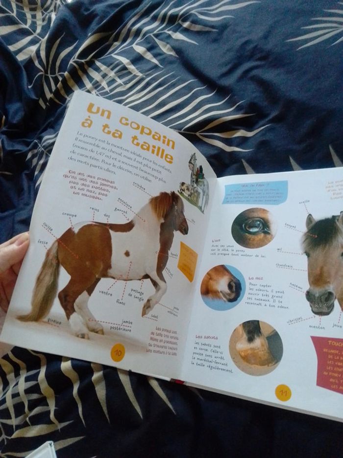 Les poneys - photo numéro 5
