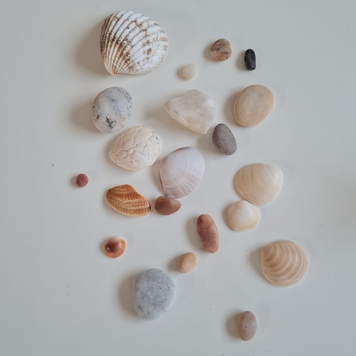 Lot de coquillages et pierres