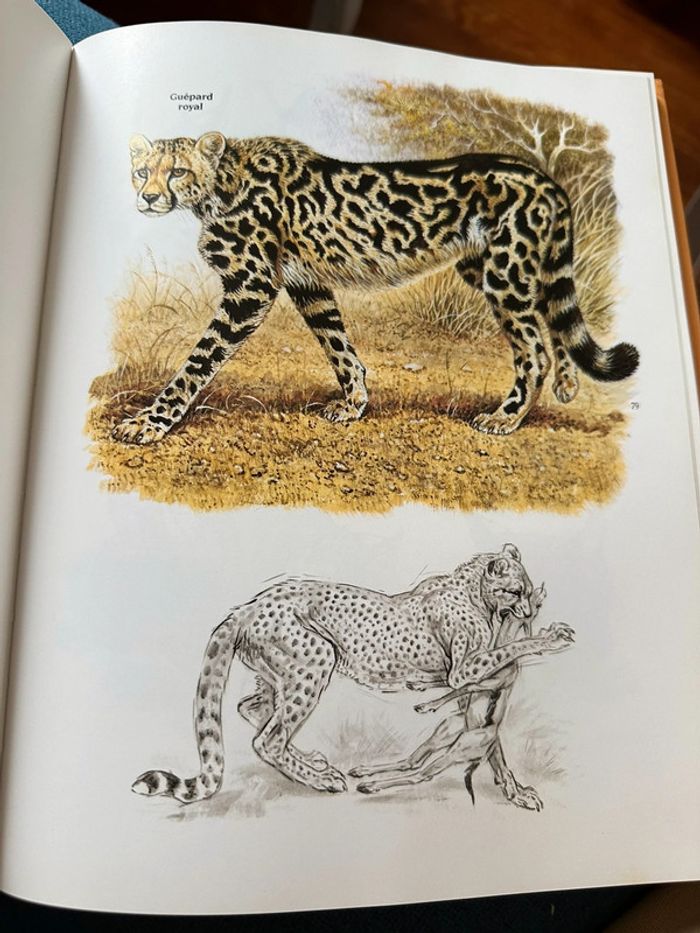 Livre Les Félins Robert Dallet Nathan rares illustrations tigre lion panthère léopard album - photo numéro 5