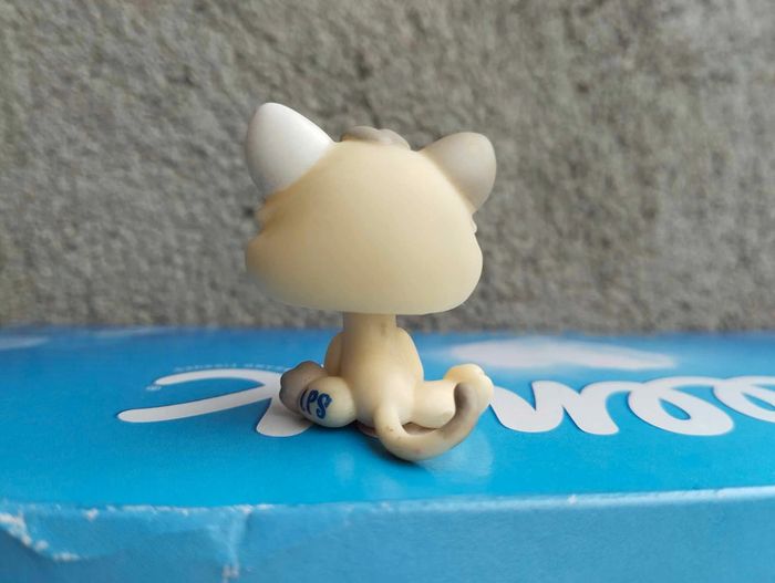 petshop chaton - photo numéro 2