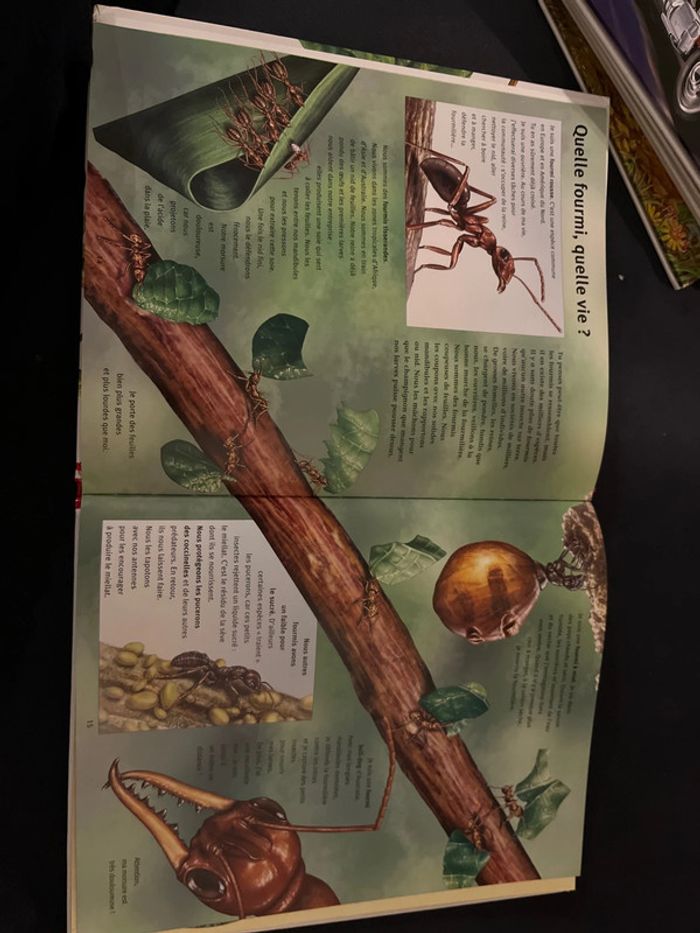 Livre pour enfants mes questions aux insectes - photo numéro 2