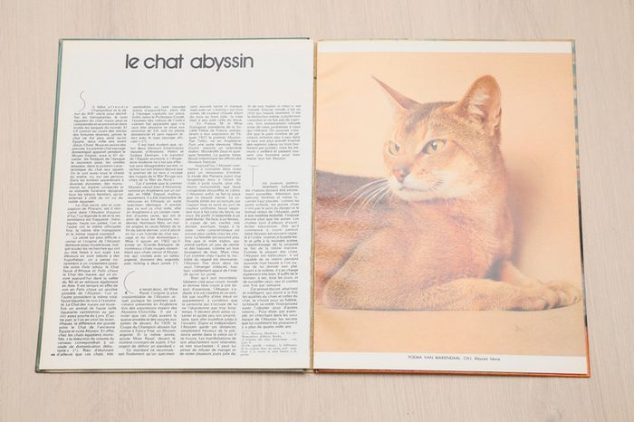 les plus beaux chats de France - photo numéro 2