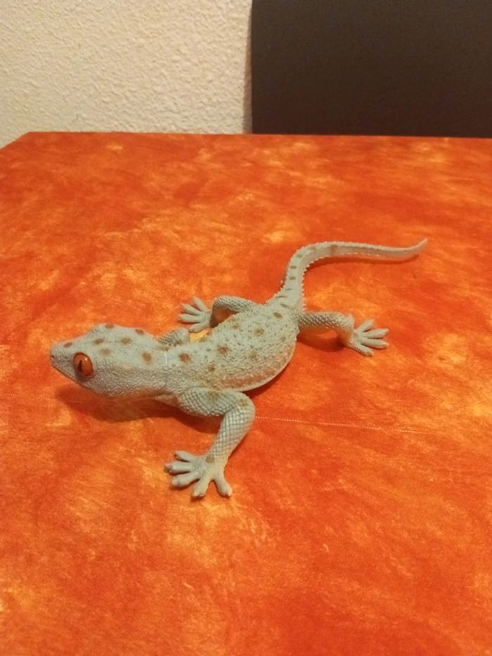 Lézard gekko - photo numéro 4