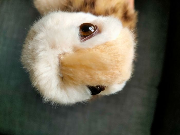 Peluche tortue - photo numéro 6