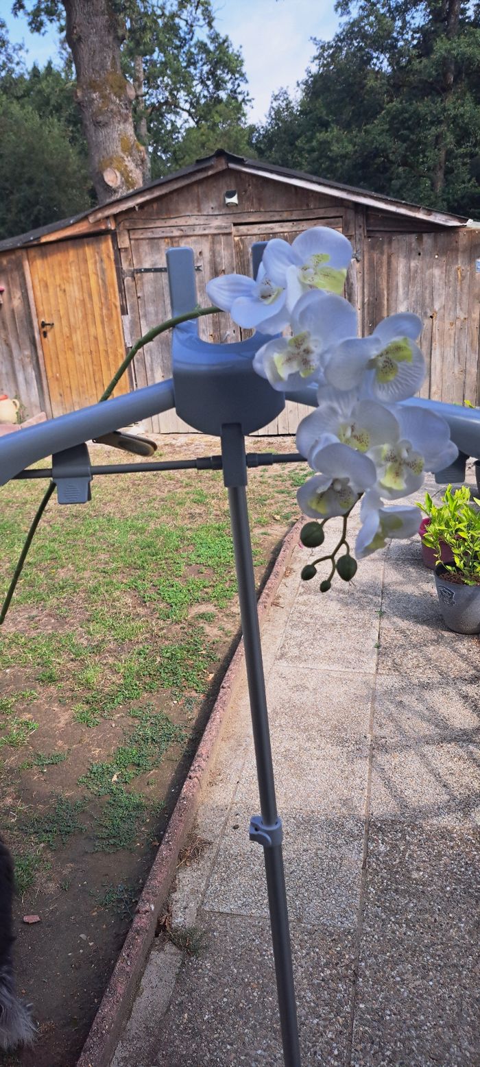 Lot de branche orchidée