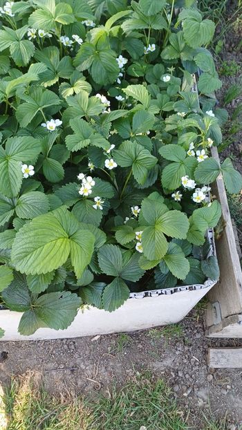 Pied de fraises ananas