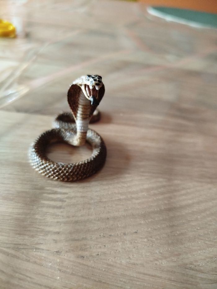 Cobra - photo numéro 2