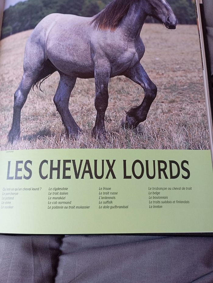 Les plus beaux chevaux du monde de - photo numéro 6
