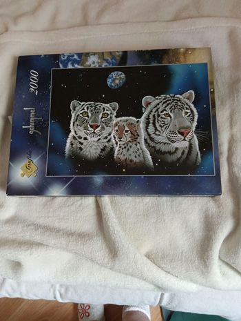 Puzzle tigre blanc 