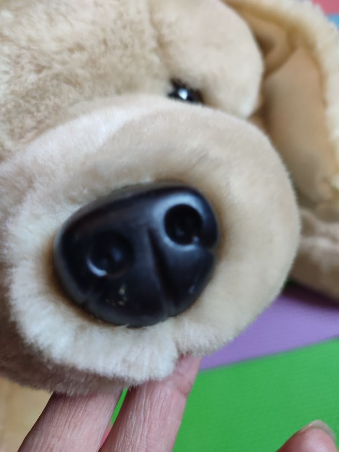 Chien - photo numéro 3