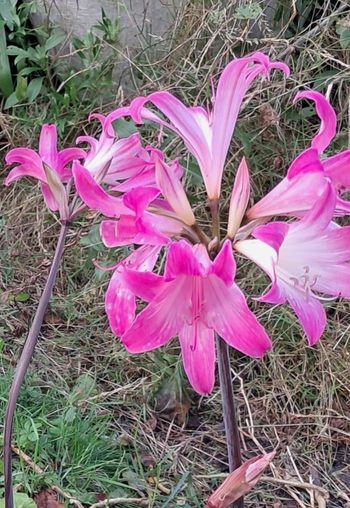 Six beaux bulbes d amaryllis belladona