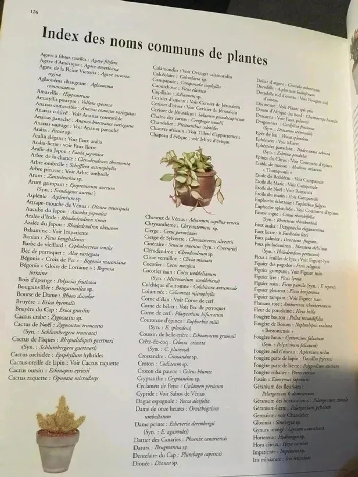 Les plantes d'appartement état neuf - photo numéro 5