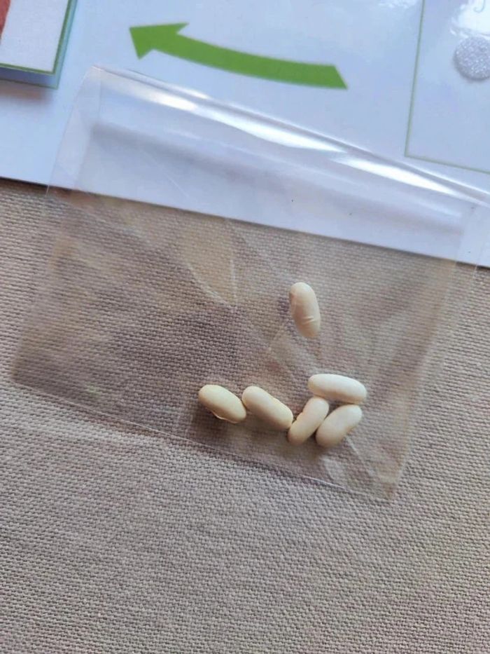 Kit cycle de vie d'une haricot + véritables graines Montessori - photo numéro 4