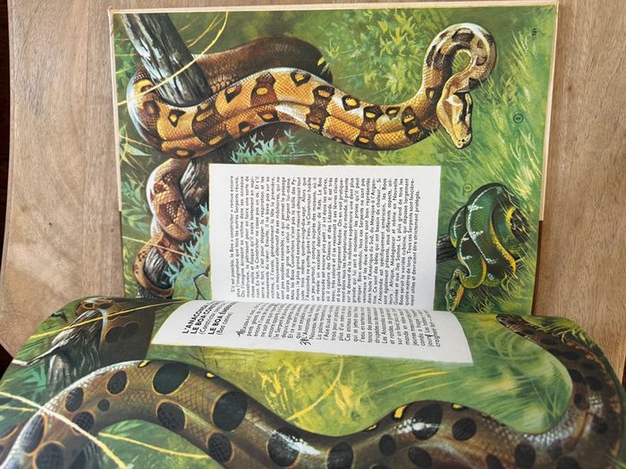 Encyclopédie ancienne animaux Robert Dallet Faune du nouveau monde Roby Lito grand format - photo numéro 13