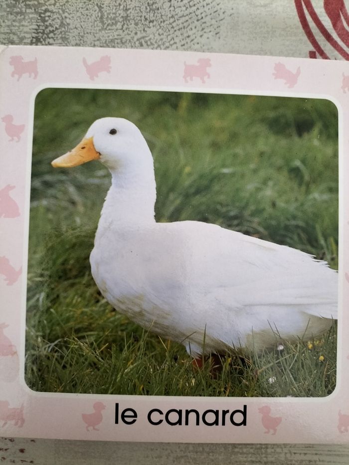 Livre photo des animaux - photo numéro 4