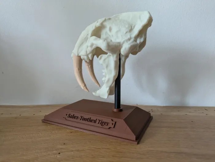 Crâne de tigre à dents de sabre smilodon - photo numéro 6