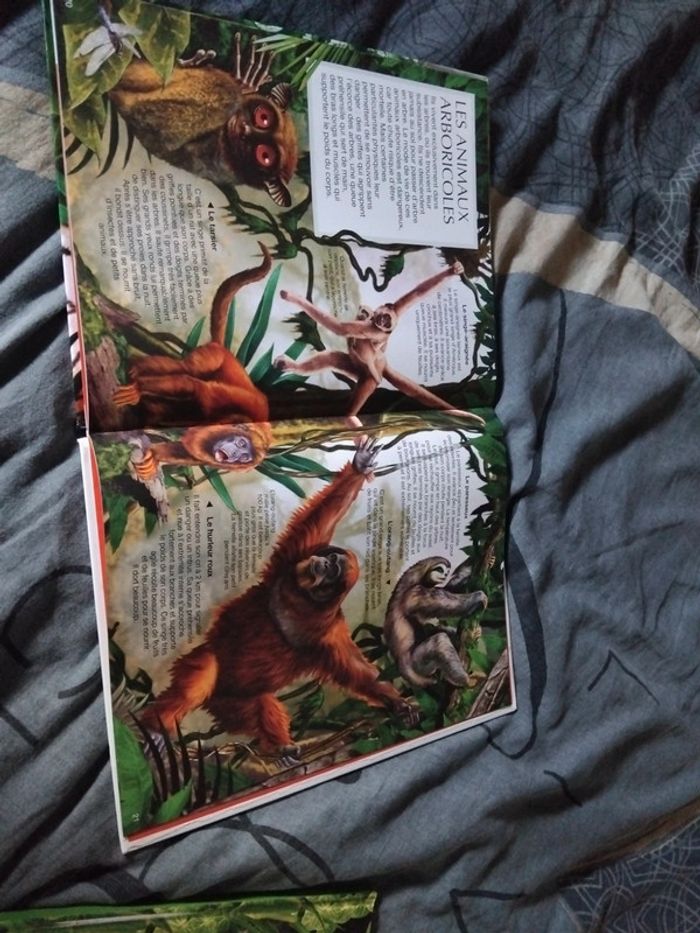 Livre les animaux de la jungle - photo numéro 4