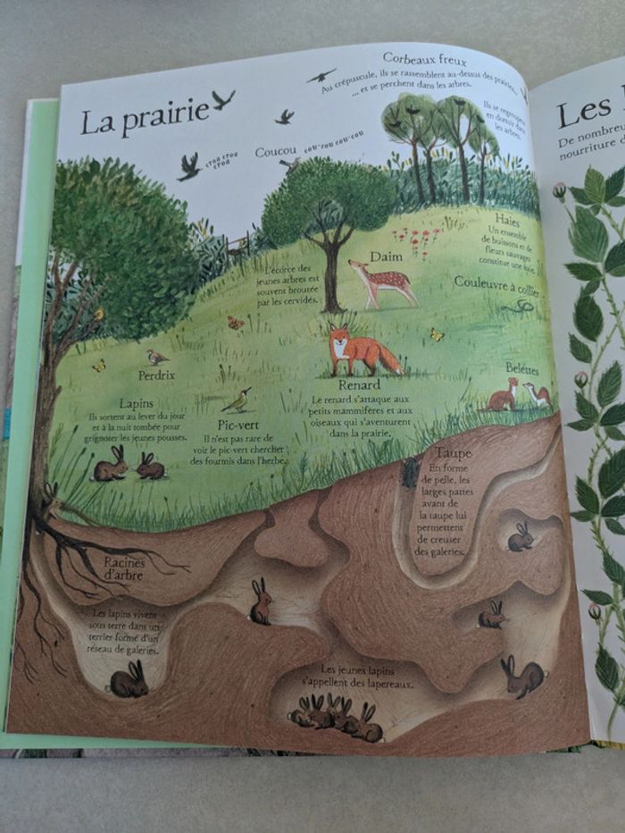 Mon grand livre illustré La nature Usborne - photo numéro 4