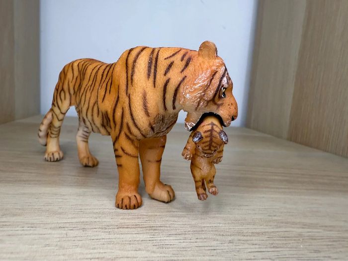 Tigre papo - photo numéro 2