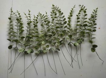 Eucalyptus