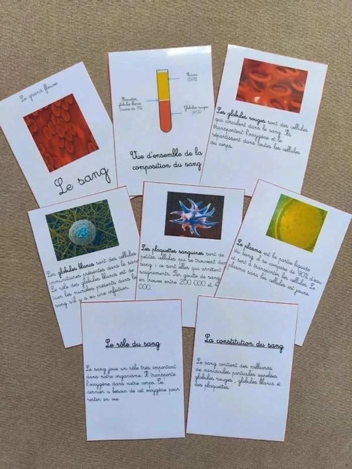 Cartes de nomenclature sur le sang - photo numéro 2