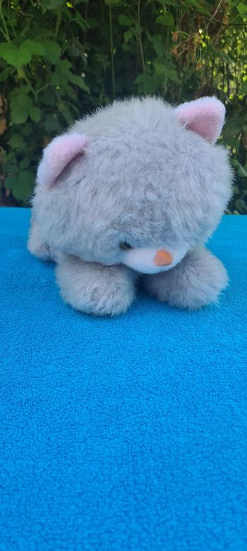 Petit Chat chaton tout gris museaux rose yeux vert