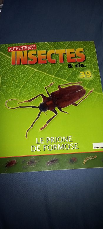 11 insecte en résine 5 euros pièce