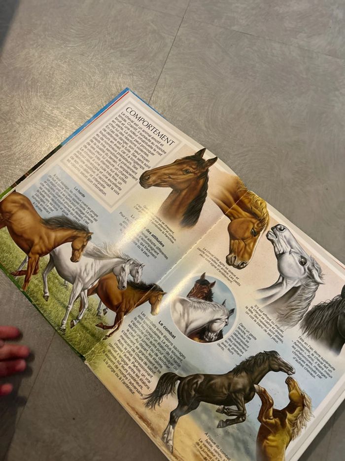 L’imagerie des chevaux - photo numéro 5