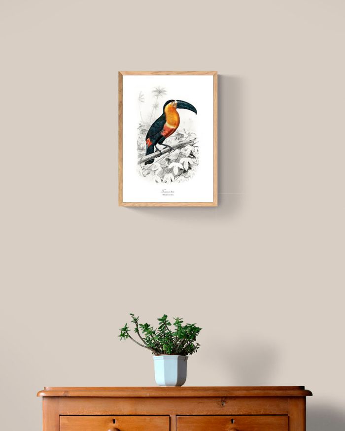 Affiche vintage Toucan Toco - photo numéro 2