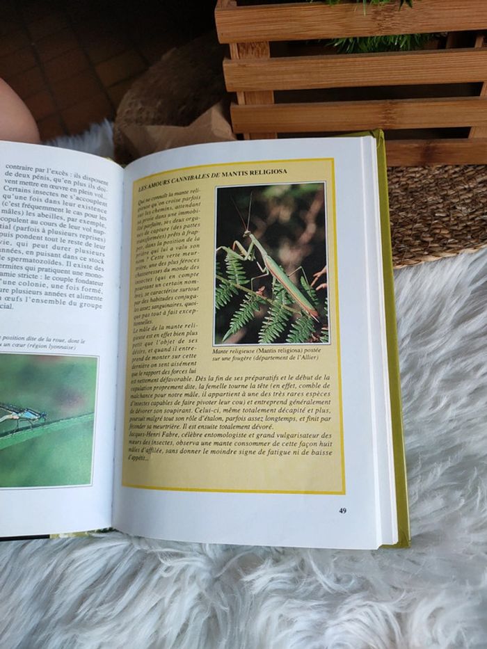 Livre les insectes de Yves Masiac - photo numéro 3