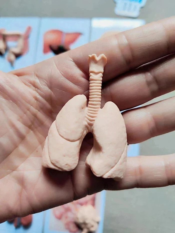 Cartes de nomenclature des organes du corps humain + figurines - photo numéro 6